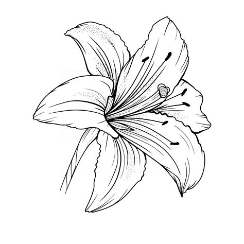 black and white lily flower drawing|realistic lily flower drawing.